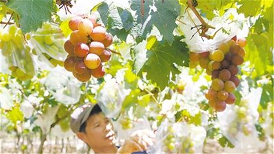 珠海臺創園探索農業觀光體驗新模式初見成效