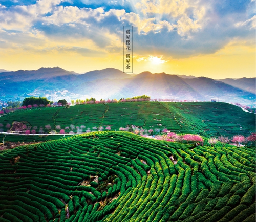 遇見櫻花 遇見茶 ——永福臺式高山茶 遇見櫻花 遇見茶 ——永福臺式高山茶