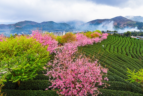 遇見櫻花 遇見茶 ——永福臺式高山茶 遇見櫻花 遇見茶 ——永福臺式高山茶