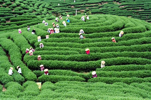 遇見櫻花 遇見茶 ——永福臺式高山茶 遇見櫻花 遇見茶 ——永福臺式高山茶