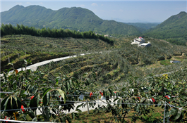 仙遊縣伸峰農場1.jpg