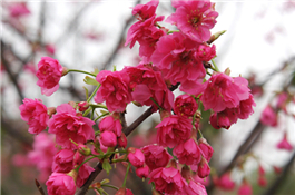 櫻花.jpg