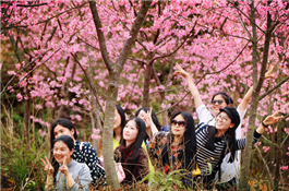 清流臺創園櫻花觀賞園_副本.jpg