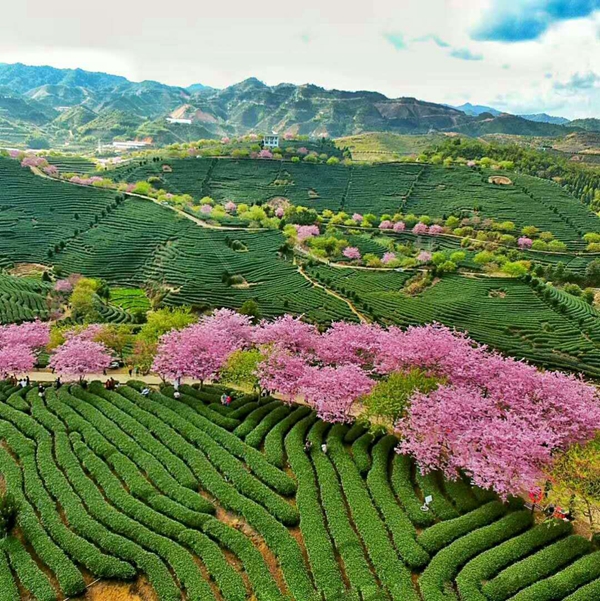漳平臺創園櫻花茶園
