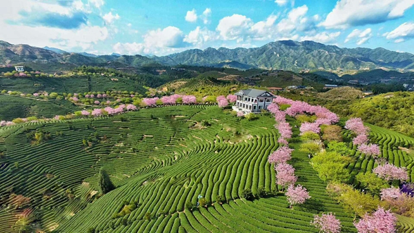 漳平臺創園櫻花茶園