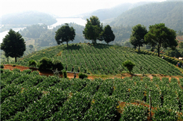 岳山茶園.jpg