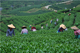 秋採茶.jpg