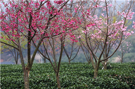 春看櫻花.jpg