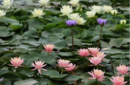 綠色未來生物科技有限公司