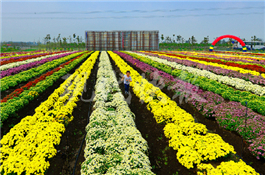 臺海菊花節.jpg