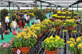 菊園.jpg