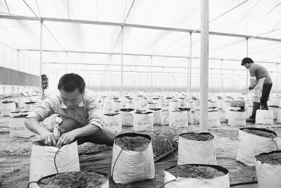 大棚內,農民把農作物幼苗種在栽培基質中。