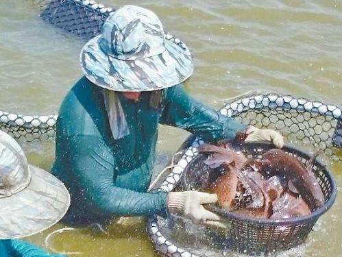 臺旅遊業農漁業皆感經濟變壞 當局被指漠視民意