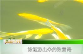 視頻_副本.png