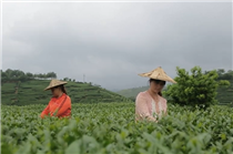 兩岸鄉味——雲端放歌.png