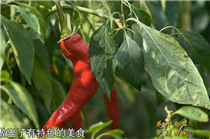 兩岸鄉味——火辣田間.png