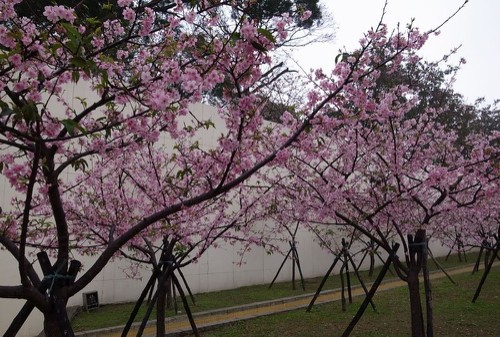 賞櫻不需遠行，新竹公園就可欣賞櫻花盛開美景