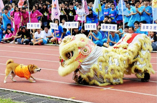 流浪狗被初中老師收留獲發“學生證”成校犬（圖）