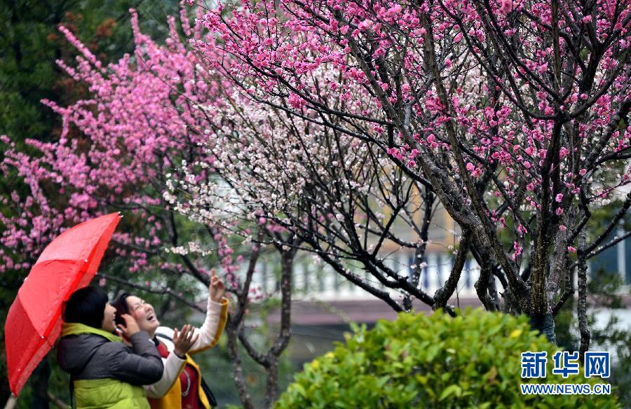 踏青賞花迎新春