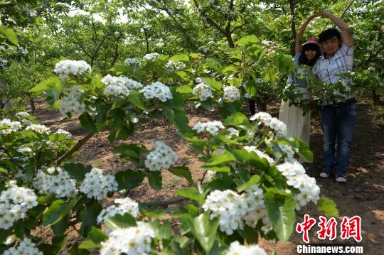 中國山楂之鄉又見“山楂樹之戀”（圖）