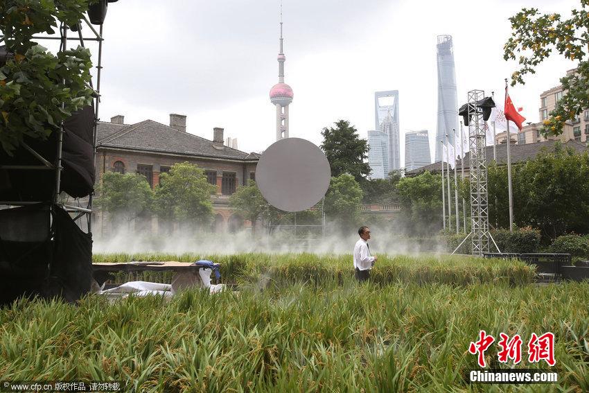 上海外灘源一馬路現“水稻田”景觀