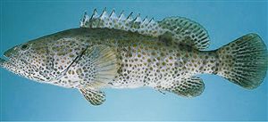 青石斑魚