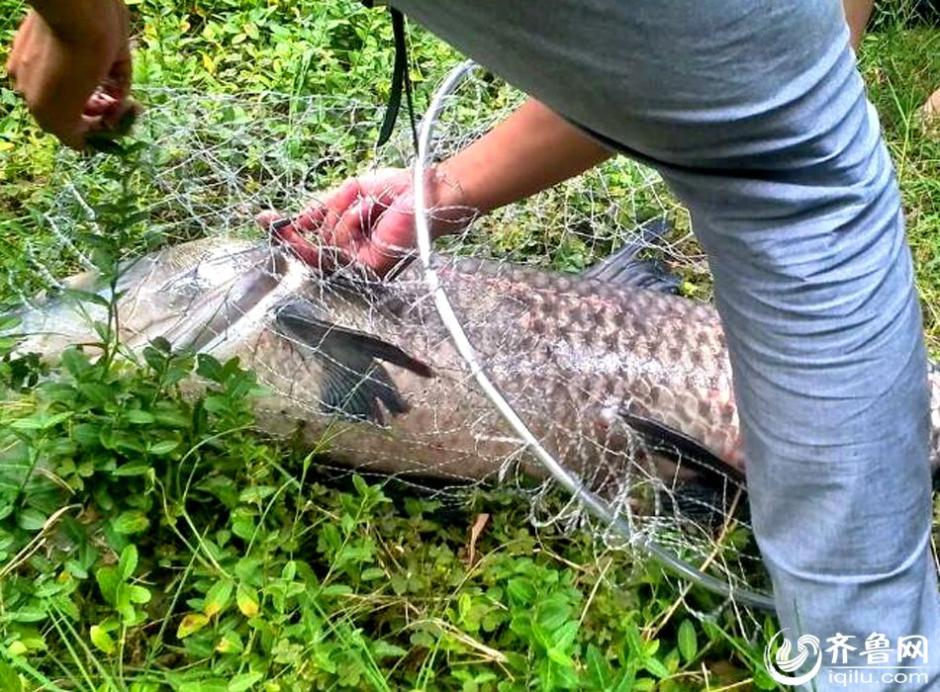 山東一小夥釣40斤重青魚 承包老闆獎千元放生