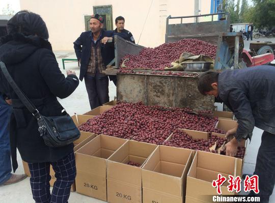 新疆托克遜萬畝紅棗進入收購季 電商入村幫棗農銷售