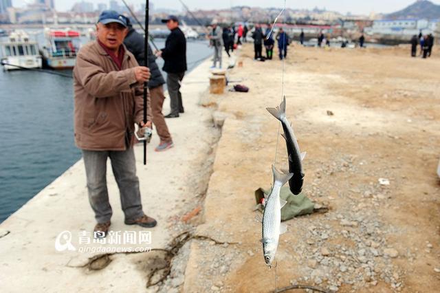 組圖：青島市民海邊釣魚不用餌 一天能釣40斤