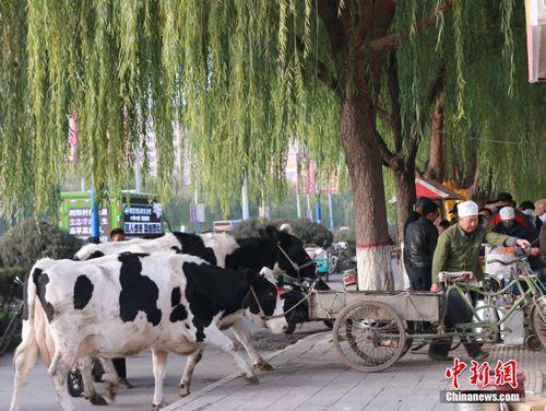 資料圖：一農民現場拉兩頭奶牛現擠現賣牛奶，引市民圍觀排隊購買。 成學磊 攝