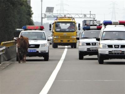 22省份取消“O”牌車 被指反增公眾監督難度