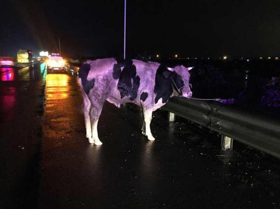 高速上奶牛鬧情緒瞎走 交警有過牧牛經歷見招拆招