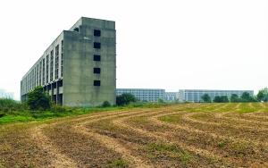 爛尾樓旁建起“農場”