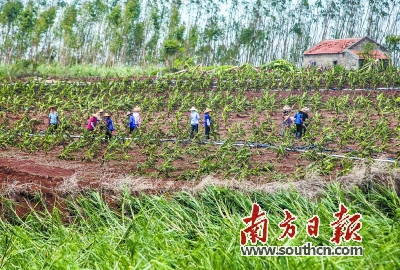 超強颱風降臨 蕉農提早20天“搶割” 減少損失