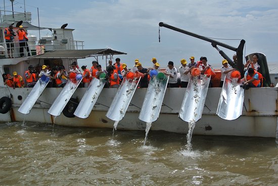 2013海峽兩岸漁業資源增殖放流活動舉行