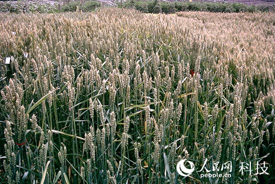 彩粒小麥彩色馬鈴薯問世 花青素含量接近藍莓