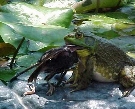 這種生物加拿大幾年時間就招架不住 而中國引進60年卻差點被吃的絕種