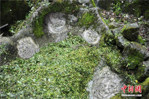 重慶發現罕見露天石花 鬼斧神工嘆為觀止