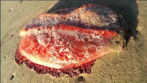 盤點長相驚人奇異水生物