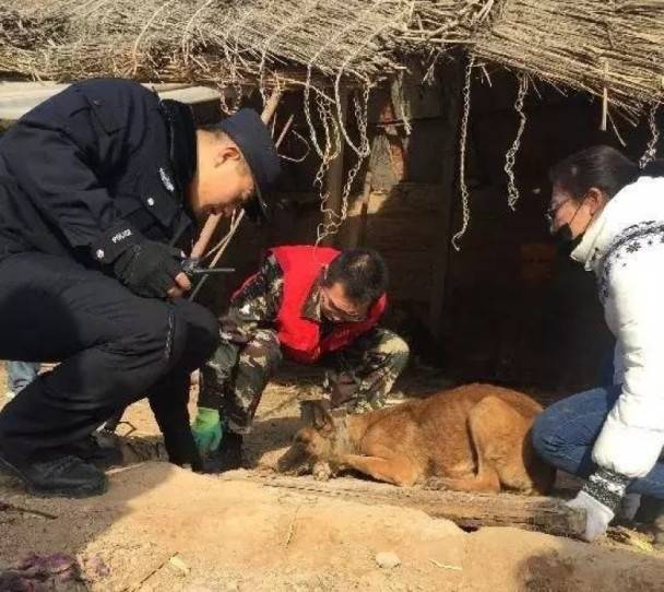 該義工又表示，目前救助站還不能放開給尋狗失主和領養者，因為他們只是暫時收留，每只狗都要由當地主管部門拍照登記，以防有人冒領。即使前來尋找自己家狗的主人也還不能將狗帶走。