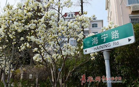 面朝大海春暖花開！嶗山海寧路玉蘭盛放