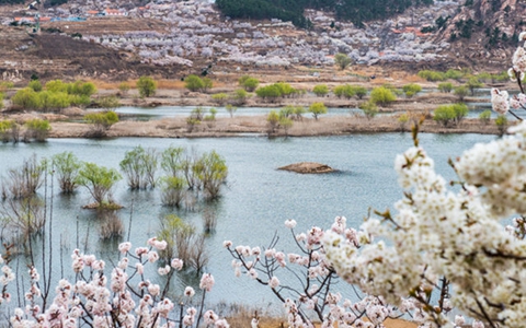 春花如雪 楊柳吐綠，嶗山水庫風景如畫