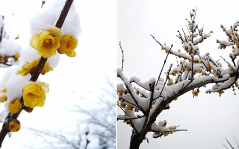 實拍青島雪後美景 青松蒼勁臘梅正好