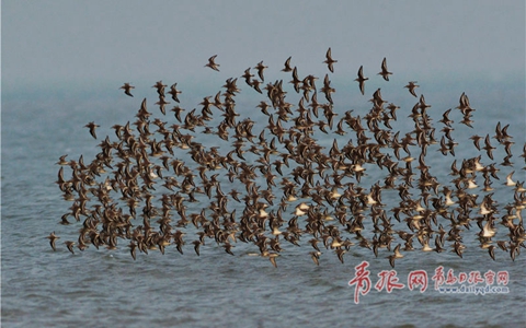 成群候鳥遷徙過境 青島灘塗出現壯觀“鳥潮”