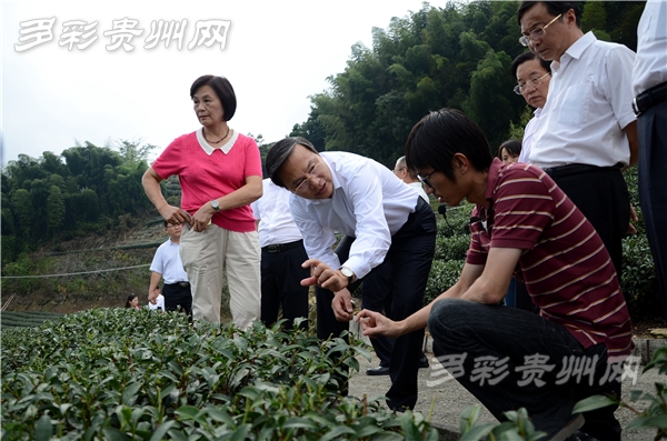 考察團一行實地考察阿里山生力茶園