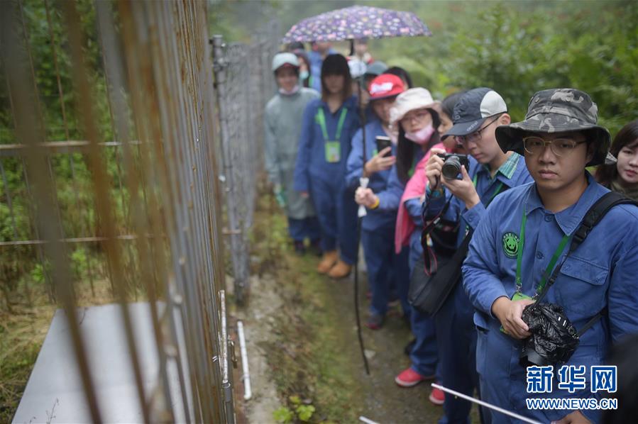 臺灣青年“探秘”大熊貓野化培訓基地