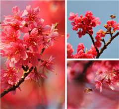 臺灣陽明山櫻花1月中旬將綻放 揭開新年花季序幕