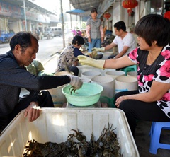 洪澤湖大閘蟹旺銷“雙節”市場