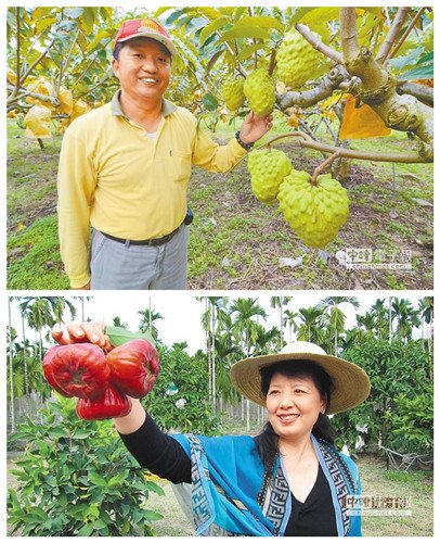 先預購後接單臺灣水果大陸銷售新模式（圖）