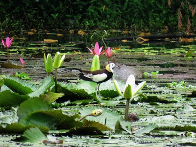 高雄鳥況熱鬧稀有鳥類鳥松濕地現蹤（圖）